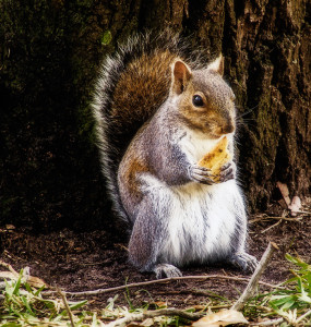 i could be nuts