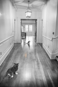 07m03d2011_dog