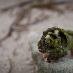 Conch! I rang my bell when I fell.